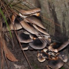 Omphalotus nidiformis (Ghost Fungus) at Acton, ACT - 1 May 2024 by TimL