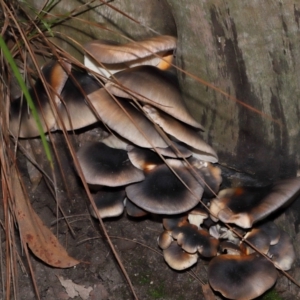 Omphalotus nidiformis at ANBG - 1 May 2024