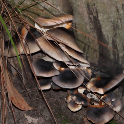 Omphalotus nidiformis (Ghost Fungus) at Acton, ACT - 1 May 2024 by TimL