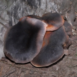 Omphalotus nidiformis at ANBG - 1 May 2024 12:48 PM