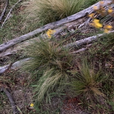 Nassella trichotoma (Serrated Tussock) at Watson, ACT - 31 Jan 2024 by waltraud