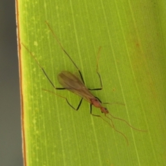 Leptomyrmex sp. (genus) (Spider ant) at Braemar - 2 Apr 2024 by Curiosity