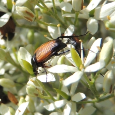 Phyllotocus navicularis (Nectar scarab) at Pollinator-friendly garden Conder - 12 Dec 2023 by michaelb