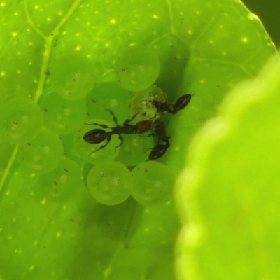 Unidentified Ant (Hymenoptera, Formicidae) at Braemar, NSW - 25 Apr 2024 by Curiosity