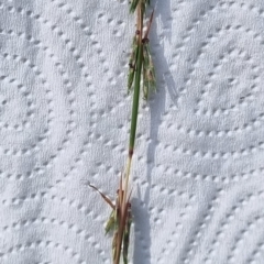 Cymbopogon refractus (Barbed-wire Grass) at Termeil, NSW - 29 Apr 2024 by DavidAllsop