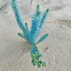 Euphorbia paralias (Sea Spurge ) at Bournda National Park - 27 Apr 2024 by BethanyDunne