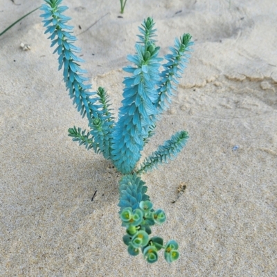 Euphorbia paralias (Sea Spurge ) at Bournda National Park - 27 Apr 2024 by BethanyDunne