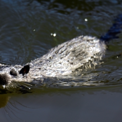 Hydromys chrysogaster (Rakali or Water Rat) at Belconnen, ACT - 2 May 2024 by Thurstan