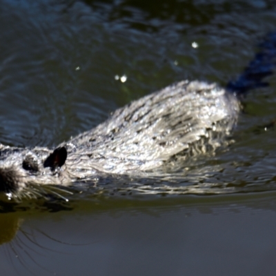 Hydromys chrysogaster (Rakali or Water Rat) at Lake Ginninderra - 2 May 2024 by Thurstan