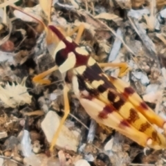 Unverified Grasshopper, Cricket or Katydid (Orthoptera) at Birdsville, QLD - 2 May 2024 by Mike
