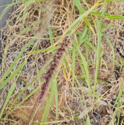 Unidentified Grass at Birdsville, QLD - 2 May 2024 by Mike