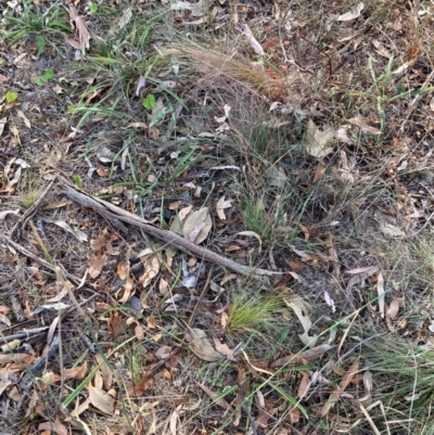 Nassella trichotoma (Serrated Tussock) at Mount Majura - 1 Apr 2024 by waltraud