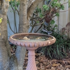 Rhipidura albiscapa (Grey Fantail) at Albury - 1 May 2024 by Darcy