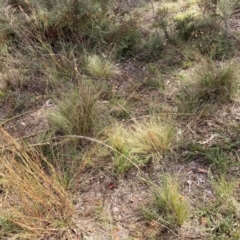 Nassella trichotoma (Serrated Tussock) at Mount Majura - 8 Apr 2024 by waltraud