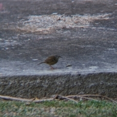 Sericornis frontalis (White-browed Scrubwren) at Splitters Creek, NSW - 2 May 2024 by Darcy