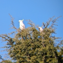 Cacatua galerita (Sulphur-crested Cockatoo) at Splitters Creek, NSW - 2 May 2024 by Darcy