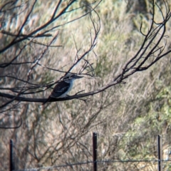 Dacelo novaeguineae (Laughing Kookaburra) at Splitters Creek, NSW - 2 May 2024 by Darcy