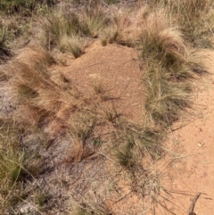 Austrostipa scabra subsp. falcata (Rough Spear-grass) at The Fair, Watson - 1 Apr 2024 by waltraud