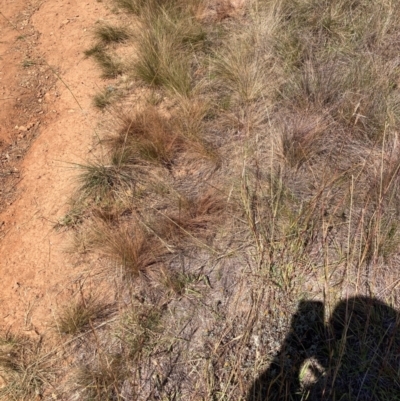 Austrostipa scabra subsp. falcata (Rough Spear-grass) at Mount Majura - 1 Apr 2024 by waltraud