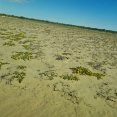 Portulaca intraterranea at Birdsville, QLD - 2 May 2024 by Mike