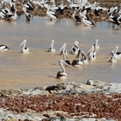 Pelecanus conspicillatus (Australian Pelican) at Birdsville, QLD - 2 May 2024 by Mike
