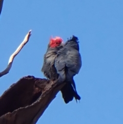 Callocephalon fimbriatum (identifiable birds) (Gang-gang Cockatoo (named birds)) at Mount Painter - 2 May 2024 by CathB