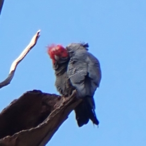 Callocephalon fimbriatum (identifiable birds) at Mount Painter - 2 May 2024