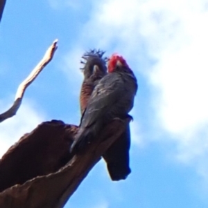 Callocephalon fimbriatum (identifiable birds) at Mount Painter - 2 May 2024