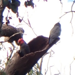 Callocephalon fimbriatum (identifiable birds) at Mount Painter - 2 May 2024