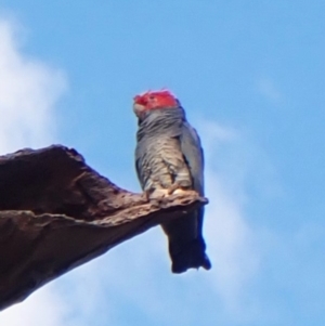 Callocephalon fimbriatum (identifiable birds) at Mount Painter - 2 May 2024