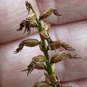 Corunastylis sp. at Aranda, ACT - suppressed