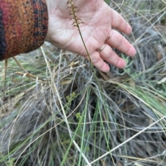 Corunastylis sp. at Aranda, ACT - suppressed