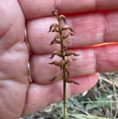 Corunastylis sp. at Aranda, ACT - suppressed