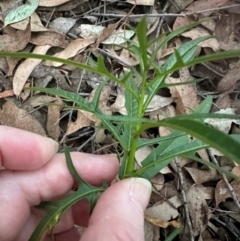 Solanum aviculare (Kangaroo Apple) at Aranda, ACT - 2 May 2024 by lbradley