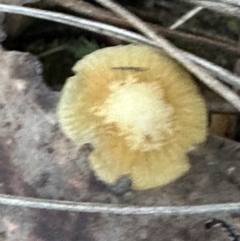 Unidentified Cap on a stem; gills below cap [mushrooms or mushroom-like] at Aranda Bushland - 2 May 2024 by lbradley