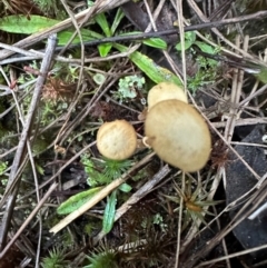 zz agaric (stem; gills not white/cream) at Aranda, ACT - 2 May 2024