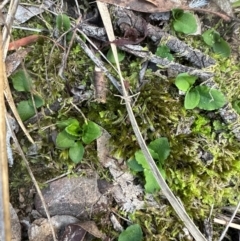 Pterostylis sp. (A Greenhood) at Aranda, ACT - 2 May 2024 by lbradley