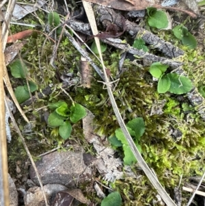 Pterostylis sp. at Aranda, ACT - 2 May 2024