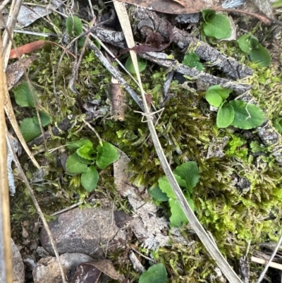 Pterostylis sp. (A Greenhood) at Aranda, ACT - 2 May 2024 by lbradley