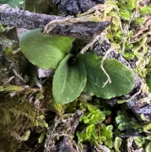 Pterostylis sp. at Aranda, ACT - 2 May 2024