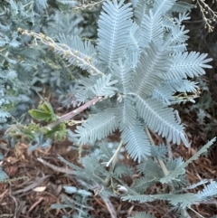 Acacia baileyana at Aranda, ACT - 2 May 2024 04:20 PM