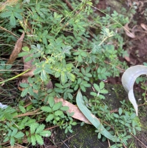 Acaena novae-zelandiae at Mount Majura - 12 Apr 2024