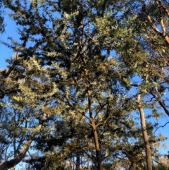 Acacia baileyana (Cootamundra Wattle, Golden Mimosa) at Mount Majura - 1 May 2024 by waltraud