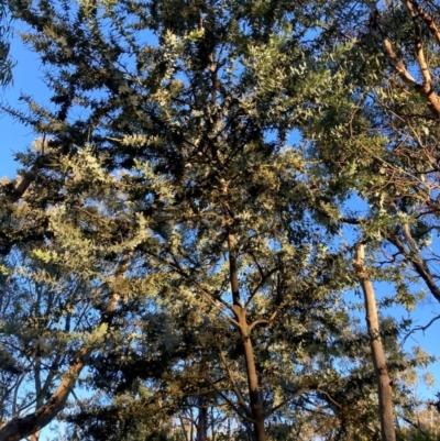 Acacia baileyana (Cootamundra Wattle, Golden Mimosa) at Mount Majura - 1 May 2024 by waltraud