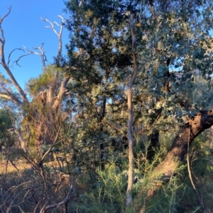 Acacia baileyana at Mount Majura - 1 May 2024