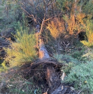 Acacia baileyana at Mount Majura - 1 May 2024 05:03 PM