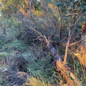 Acacia baileyana at Mount Majura - 1 May 2024 05:03 PM