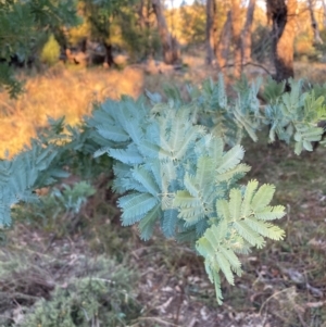 Acacia baileyana at Mount Majura - 1 May 2024