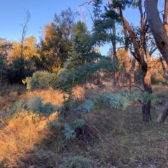 Acacia baileyana at Mount Majura - 1 May 2024