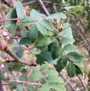 Sorbus domestica at Mount Majura - 1 May 2024